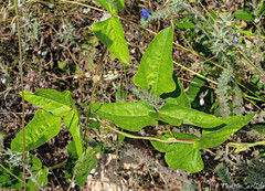 Phaseolus vulgaris