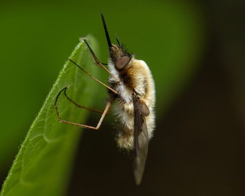Greater bee fly