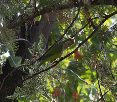 Myiopsitta monachus