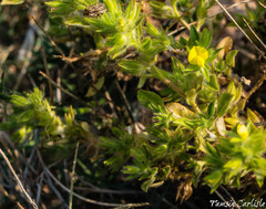 Phaseolus vulgaris