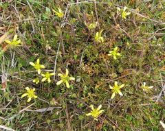Ranunculus gracilipes
