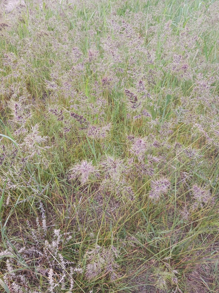 Bulbous Bluegrass From Pendleton, Or 97801, Usa On May 06, 2023 At 04: 