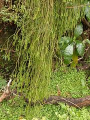 Phlegmariurus billardierei