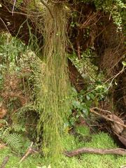 Phlegmariurus billardierei