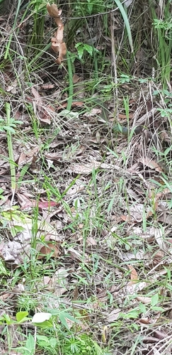 Common Tree Snake sighting