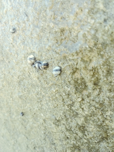 iNaturalist observation photo of Littorininae