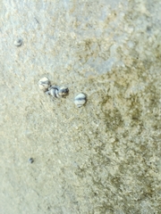 Littorininae