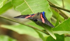 Ancyluris jurgensenii