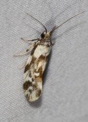 Lactura cristata
