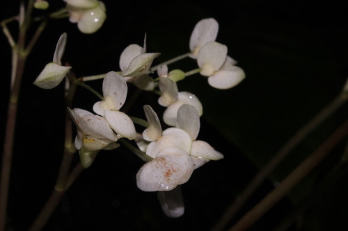 Begonia novogranatae