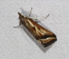 Achyra massalis