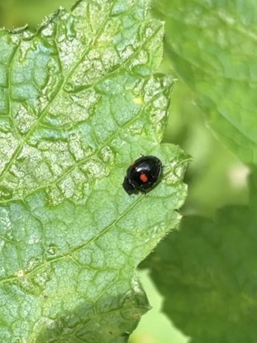 Chilocorus orbus