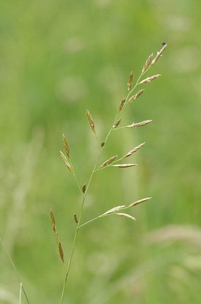 Smooth Brome (Invasive Exotic Plants of North Carolina) · iNaturalist