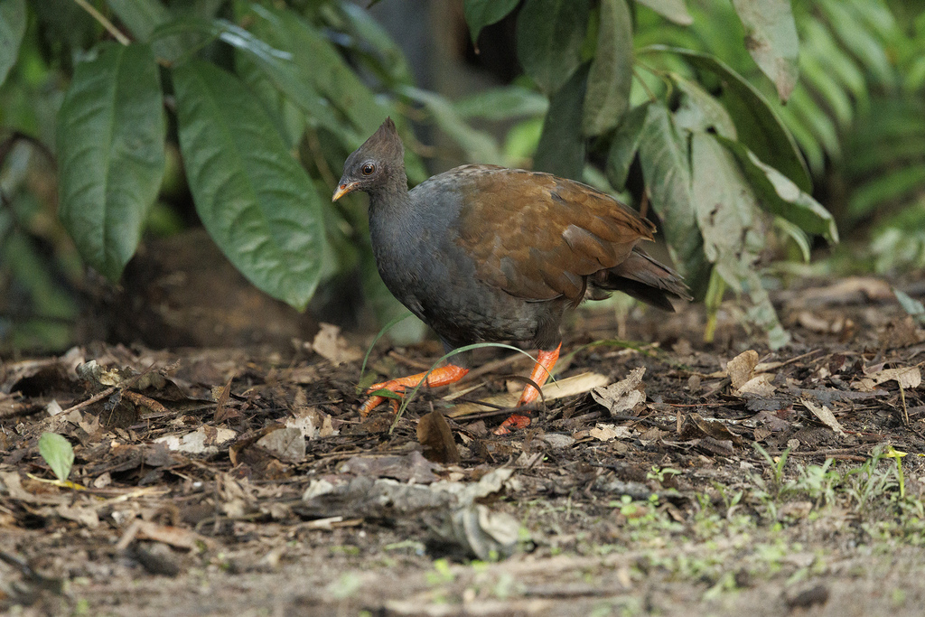 Orange-footed Megapode (Megapodius reinwardt) photo