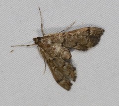 Nacoleia oncophragma