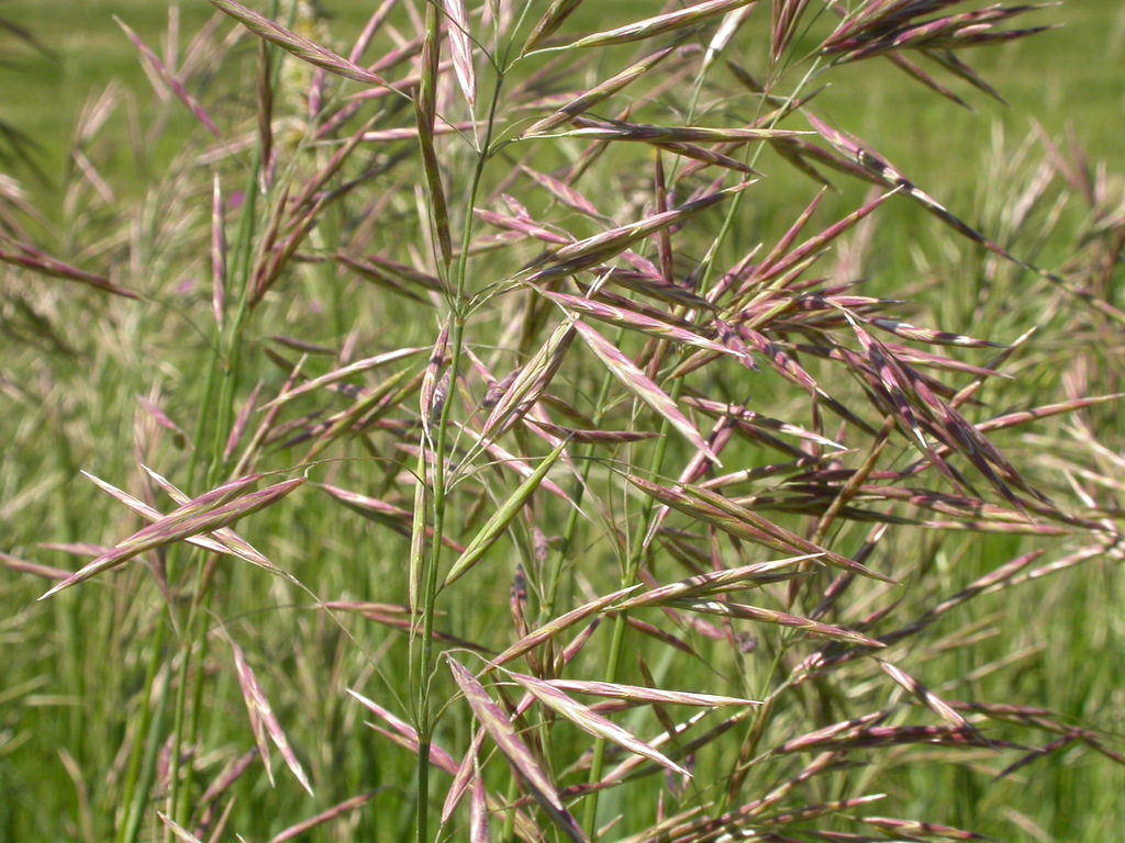 Smooth Brome Allergy Info