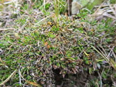 Coprosma atropurpurea