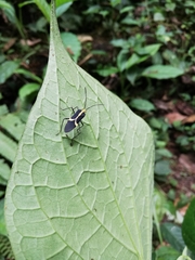 Hypselonotus linea