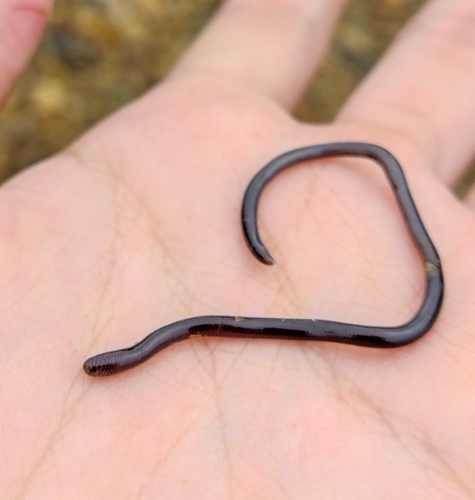 Indotyphlops braminus