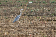 Ardea cinerea