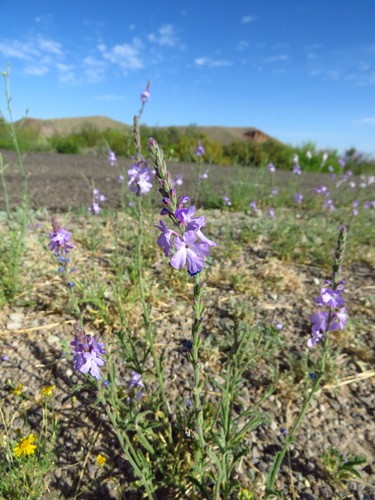 Image of Verbena neomexicana by (c) Annika Lindqvist, some rights reserved (CC BY)