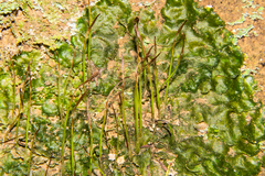 Megaceros flagellaris