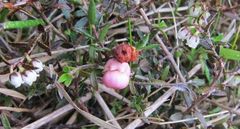 Gaultheria macrostigma