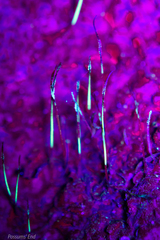 Megaceros flagellaris