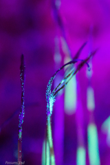 Megaceros flagellaris