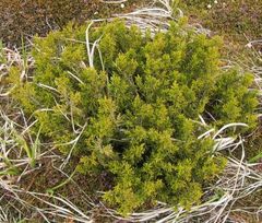 Halocarpus bidwillii
