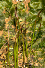 Megaceros flagellaris