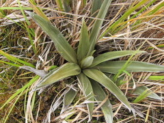 Celmisia semicordata