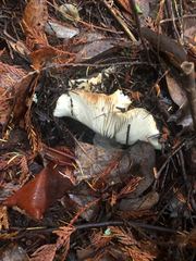 Russula sororia