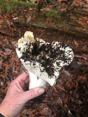 Russula sororia