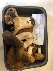 Russula sororia