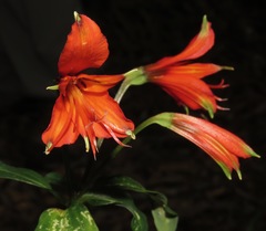 Alstroemeria cunha