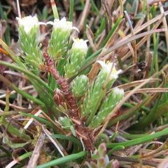 Kelleria dieffenbachii