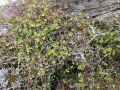 Muehlenbeckia complexa complexa