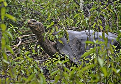 Chelonoidis niger chathamensis