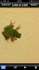 Hyla sarda