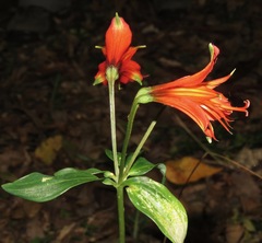 Alstroemeria cunha