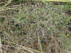 Olearia bullata
