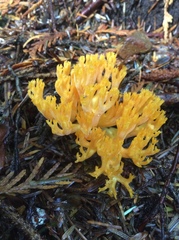 Ramaria flava