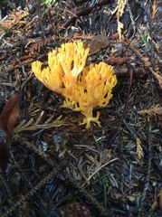 Ramaria flava