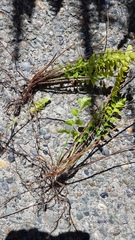 Nephrolepis flexuosa