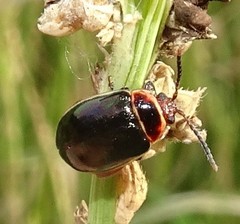 Kuschelina flavocyanea
