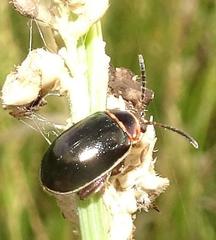 Kuschelina flavocyanea