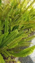 Nephrolepis flexuosa