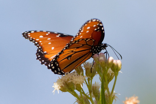 iNaturalist observation photo of Queen