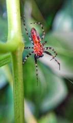 Alpaida gallardoi